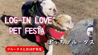 LOG-IN LOVE PET FESTA 深北緑地の広いドックランでブルータス撃沈！