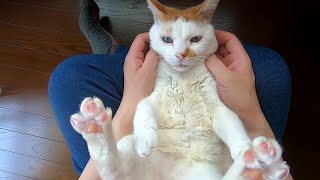 Rubbing the odd-eye cat's face. Purring ASMR