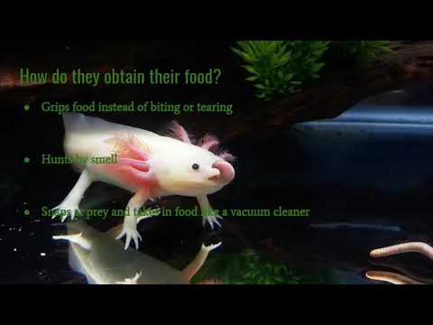 Feeding Of The Axolotl - YouTube