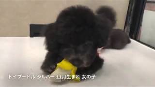 おもちゃ大好き♪ラテックスのおもちゃで楽しく遊ぶトイプードルの子犬ちゃん