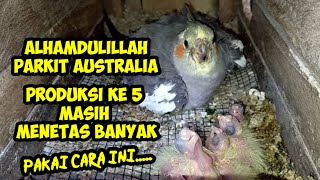 PARKIT AUSTRALIA MENETAS BANYAK||INI RAHASIANYA||