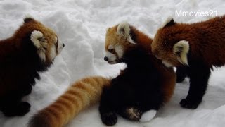 娘の尻尾にマーキング3回レッサーパンダ~Red Panda　Marking　three