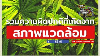 รวมอาการผิดปกติ ใบต้นกัญชาเหลือง ของต้นกัญชา ที่เกิดจากสภาพแวดล้อม #vgrow  #Songkhlagrowerfire EP1