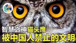 科学家称：没有猫头鹰就没有人类的今天，猫头鹰文明到底有多强？#未解之謎 #未解之谜 #科學 #科普 #外星人 #宇宙 #史前文明 #历史