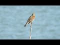 dickcissel song