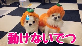 コスプレしたら全く動けない子犬チワワ【ハロウィン】