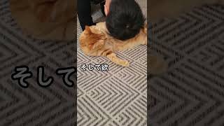 猫のお腹を顔でモフリした末路ｗ  #shorts #YouTubeshort