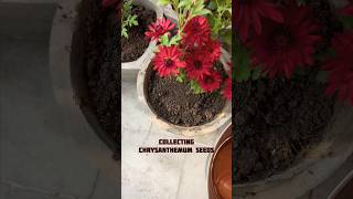 How to Collect guldaudi seeds Chrysanthemum | Guldaudi ke sookhe huye phool se banaye naya paudha