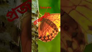 ##প্রজাপতি#আপন মনে#উড়ে বেড়াচ্ছে##music #song #trending #ytsorts #shortsvideo #vairal #shorts 🌹