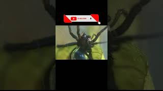 വെള്ളത്തിൽ ജീവിക്കുന്ന ചിലന്തി #shorts #divingbellspider #viral #fact