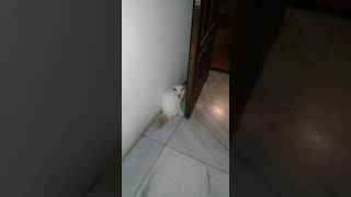 setelah sembuh dari sakit kucing putih ini sudah kembali sehat dan tampak lucu @ hadisutrisno17