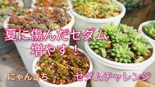 【多肉植物】夏に傷んだセダム増やす！セダムチャレンジ😺