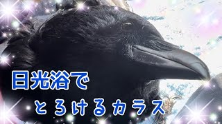 日光浴でとろけるカラス2022/2/2撮影