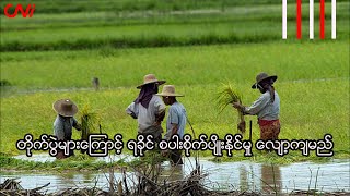 တိုက်ပွဲများကြောင့် ရခိုင် စပါးစိုက်ပျိုးနိုင်မှု လျော့ကျမည်