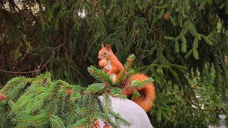 Wiewiórka na drzewie je orzecha włoskiego - Polish Squirrel eating walnut