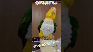 シロハラインコ華ちゃん🐥（シュシュが⭕️サンドバッグに🥊💦👀⤴︎😤😻）