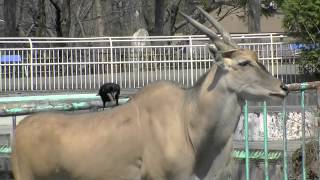 カラスに毛をむしられるエランド　~Eland is plucked by the crow in hair