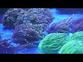 ep12 coral selection compatibility requirements and care level a guide to large reef aquariums