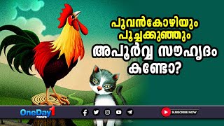 പൂവന്‍കോഴിയും പൂച്ചക്കുഞ്ഞും തമ്മിലുള്ള അപൂര്‍വ്വ സൗഹൃദം കണ്ടോ? #cat | OneDay1 News