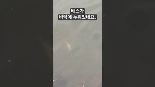 배스낚시 : 중 : 포인트 이동 중에 발견… 아직 어린 배스인데, 수달이 다녀갔을까요?? #bassfishing #southkorea #짬낚