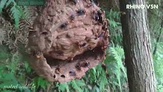 The Eagle Destroys the Wild Bee's Nest and the End - Part 85.#Eagle #Hunting .