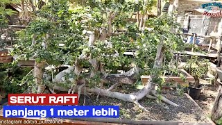 Review serut semi jadi mulai 400 ribuan masi bisa nego #part2