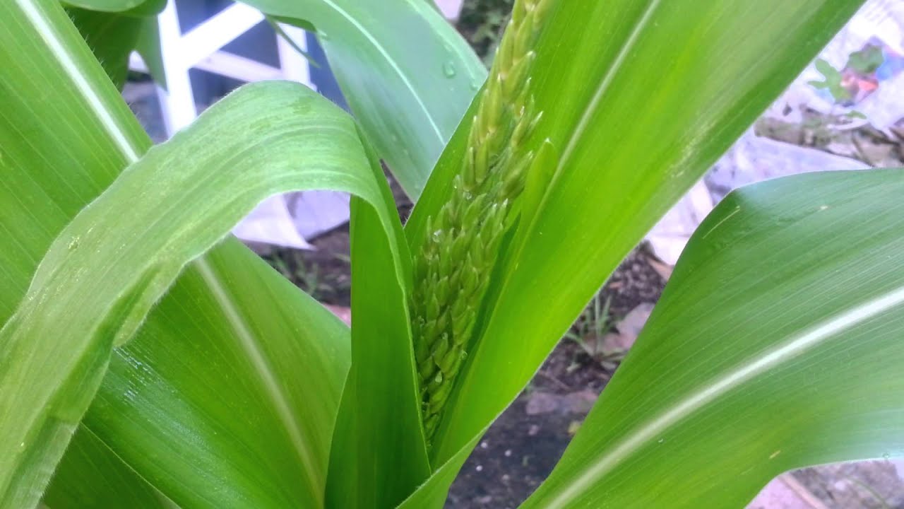 Sweet Corn Growing Steps