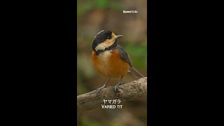 ヤマガラ Varied tit