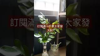 訂閱只要滿一千 大家就會發的大財