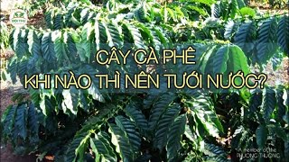 Khi nào thì nên tưới nước cho cây Cà Phê