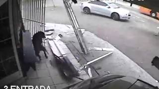 Dog Miraculously Misses Car Crash Into Pastry Shop