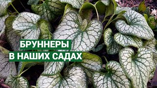 Бруннеры. Уход, посадка, сорта.