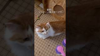 2023年9月21日猫様にマッサージ機を使うぞ!! #可愛い猫 #猫マッサージローラー  #多頭飼いねこ  #茶白倶楽部  #キジトラ男子部  # 先住猫と新入り猫 #cutecats #kitten