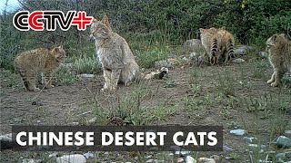 Rare Videos of Chinese Desert Cats Captured in Northwest China