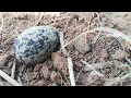 kirala birds red wattled lapwing. kirala bird eggs කිරල බිත්තර