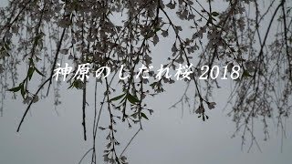 神原のしだれ桜2018