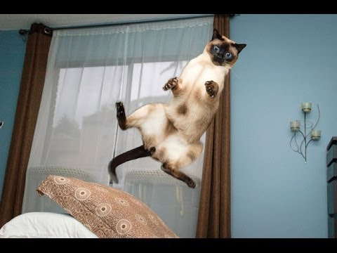 Cats Jump Fail Part 1 Funny Animal Videos Cutest Animals Ever
