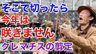 【ポイントはここ！】クレマチスの正しい剪定教えます　　　　【カーメン君】【園芸】【ガーデニング】【初心者】