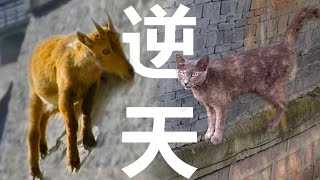 逆天！河道边上的反重力猫咪