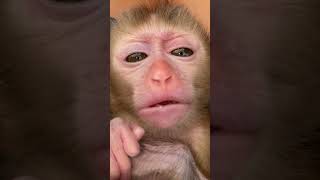 Wow baby cute  #babyanimal #cute #monkydluffy #babymonkey #funny #monekydluffy #monkeys #monkey