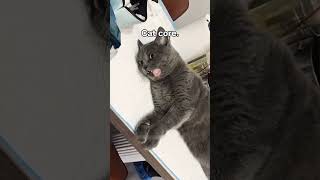 #cat #funny #happycats #catmemes #music #memes #trending #trendingshorts #tiktok #new #YZX