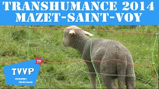 La Transhumance 2014 du Mazet-Saint-Voy - TVVP