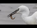 BIRD WATCHING IN AUTUMN, Ebro Delta Birding autumn rice harvest