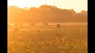 カカドゥ国立公園トリップ【AAK Nature Watch】