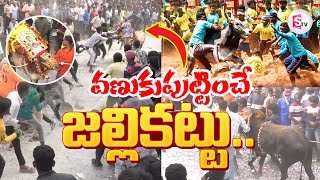 Telugu JalliKattu : జల్లికట్టును లైవ్ లో చూడండి |  Jallikattu Competition in Chittoor | Latest News