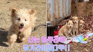 유기견입양 브이로그｜포인핸드｜믹스견｜사지말고 입양하세요｜VLOG