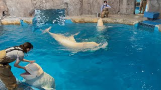 2021/06/11 ベルーガのトレーニング【全頭参加編】@名古屋港水族館