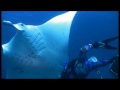 Amazing Devilfish Video