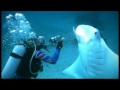 Amazing Devilfish Video