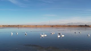 青海省ゴルムドの湿地や湖にハクチョウの群れ